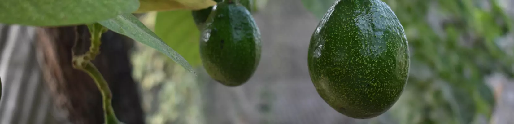 Banner bài viết
