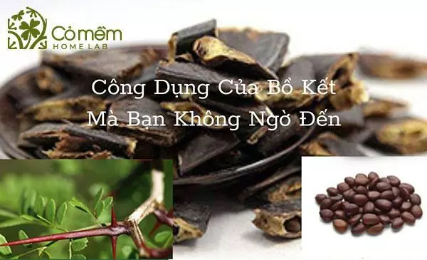 Các công dụng cây bồ kết mà bạn không ngờ đến