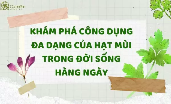 Khám phá công dụng đa dạng của hạt mùi trong đời sống hàng ngày