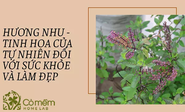 Hương nhu - Tinh hoa của tự nhiên đối với sức khỏe và làm đẹp