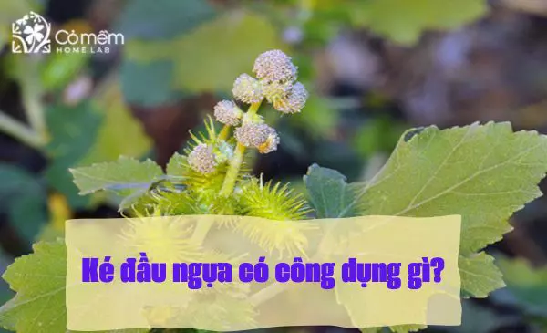 Ké đầu ngựa và những tác dụng tuyệt vời cho sức khỏe và làn da