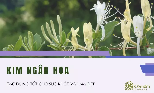 Kim ngân hoa: Tác dụng tốt cho sức khỏe và làm đẹp