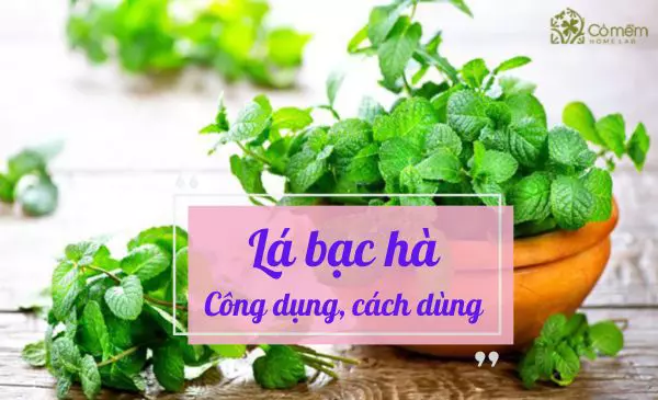 Đặc điểm, công dụng và cách dùng lá bạc hà bạn nên biết