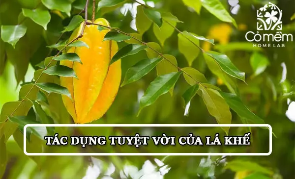 Những tác dụng bất ngờ của lá khế trong đời sống và làm đẹp