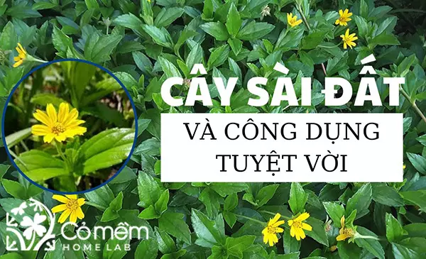 Tác dụng tuyệt vời của cây sài đất trong sức khoẻ, làm đẹp