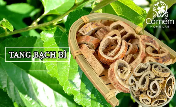 Tang bạch bì là gì? Tác dụng và ứng dụng của tang bạch bì