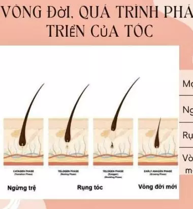 Ăn Gì Để Tóc Mọc Nhanh? 10+ Thực Phẩm Cho Cả Nam, Nữ Thời Gian Ngắn