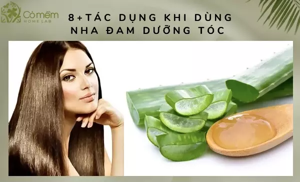 7+ Cách Dưỡng Tóc Bằng Nha Đam Bồng Bềnh Chẳng Kém Trong Salon