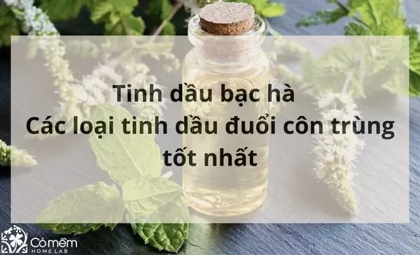 Tinh dầu bạc hà có tác dụng gì? 9 Lọ tinh dầu đuổi côn trùng tốt nhất