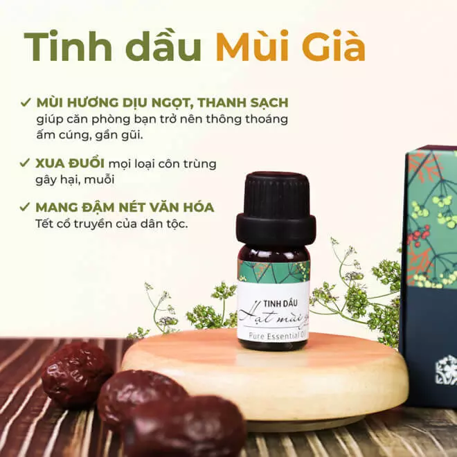 Tinh dầu hạt Mùi già - Hương của Quê nhà