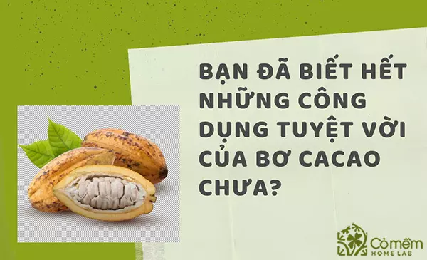 Bạn đã biết hết những công dụng tuyệt vời của bơ cacao chưa?