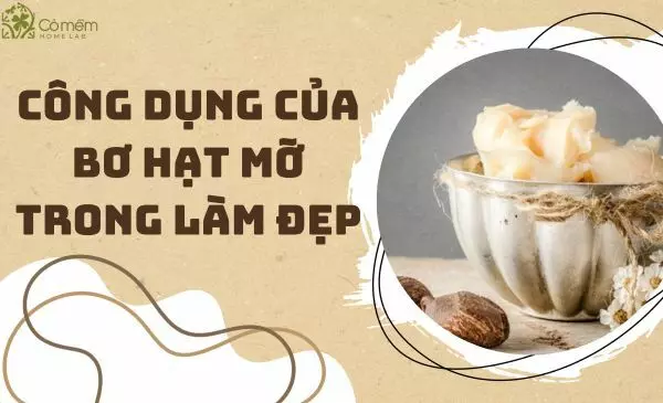 1001 công dụng của bơ hạt mỡ trong làm đẹp bạn chưa biết