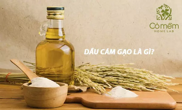 Dầu cám gạo là gì? Công dụng dầu cám gạo đối với sức khỏe